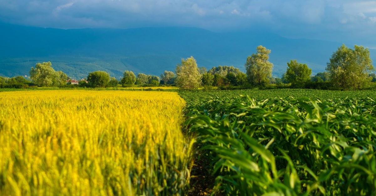 two adjoining fields of crops